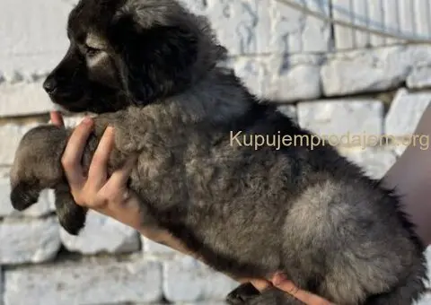 Kavkaski ovčar prelepi štenci - 7/15