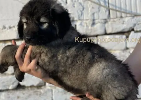 Kavkaski ovčar prelepi štenci - 8/15
