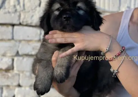 Kavkaski ovčar prelepi štenci - 9/15