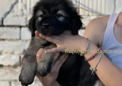 Kavkaski ovčar prelepi štenci - 10/15