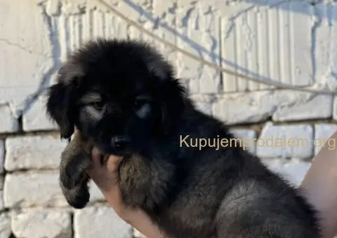 Kavkaski ovčar prelepi štenci - 11/15