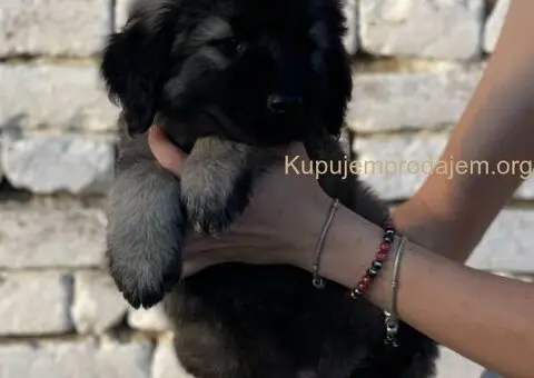 Kavkaski ovčar prelepi štenci - 12/15