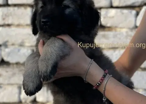 Kavkaski ovčar prelepi štenci - 13/15