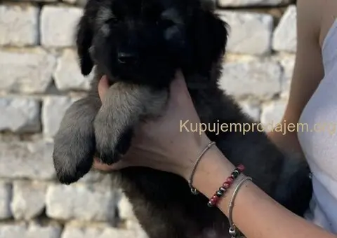 Kavkaski ovčar prelepi štenci - 14/15