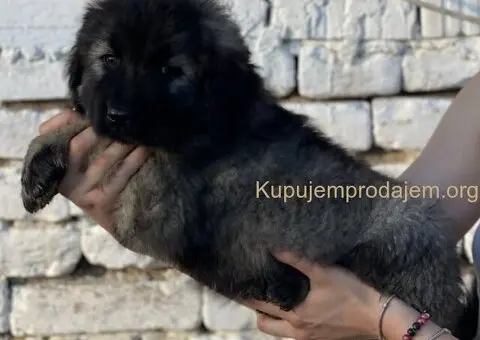Kavkaski ovčar prelepi štenci - 15/15