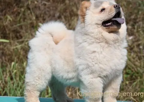 Chow Chow Cau Cau Čau Čau - 1/3