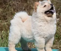 Chow Chow Cau Cau Čau Čau