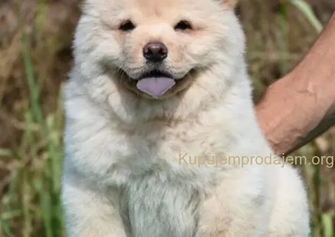 Chow Chow Cau Cau Čau Čau - 2/3