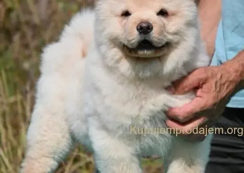 Chow Chow Cau Cau Čau Čau - 3/3