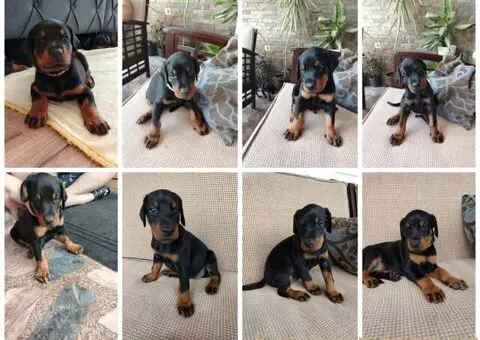 Doberman štenci