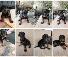 Doberman štenci