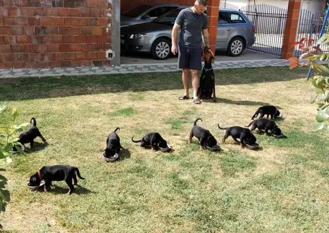 Doberman štenci - 2/2