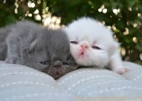 😻 Dostupni za rezervaciju vrhunski persijski macici - 1/8