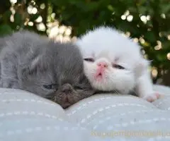 😻 Dostupni za rezervaciju vrhunski persijski macici