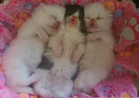 😻 Dostupni za rezervaciju vrhunski persijski macici - 2/8