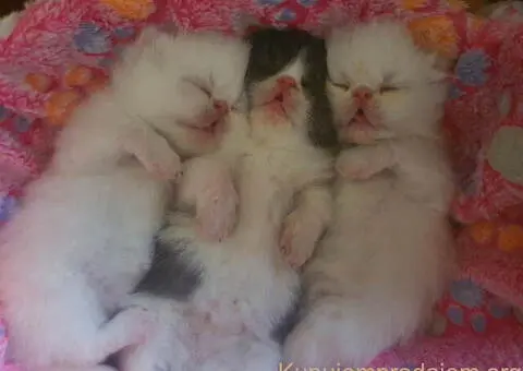 😻 Dostupni za rezervaciju vrhunski persijski macici - 3/8