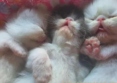 😻 Dostupni za rezervaciju vrhunski persijski macici - 4/8