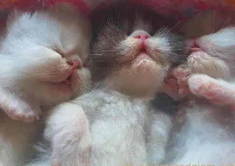 😻 Dostupni za rezervaciju vrhunski persijski macici - 5/8