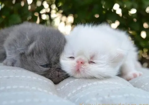 😻 Dostupni za rezervaciju vrhunski persijski macici - 6/8