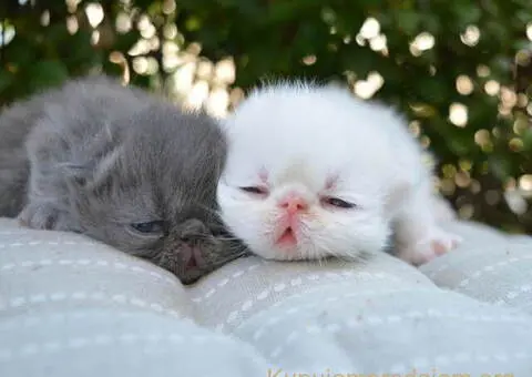 😻 Dostupni za rezervaciju vrhunski persijski macici - 7/8