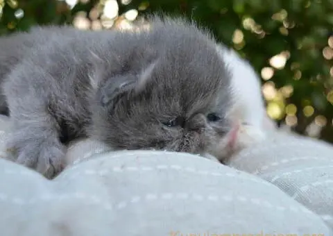 😻 Dostupni za rezervaciju vrhunski persijski macici - 8/8