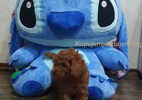 Toy/mini crvene pudle - 1/5