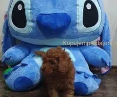 Toy/mini crvene pudle