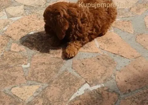 Toy/mini crvene pudle - 2/5