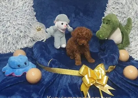 Toy/mini crvene pudle - 3/5