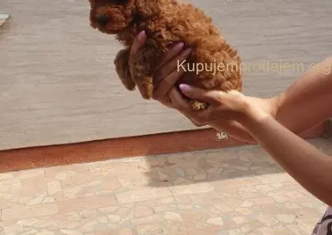 Toy/mini crvene pudle - 4/5