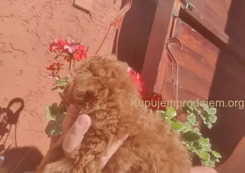 Toy/mini crvene pudle - 5/5