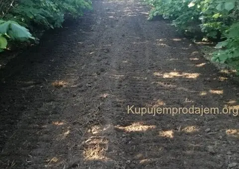 Prodajem zasad lesnika - 3/5