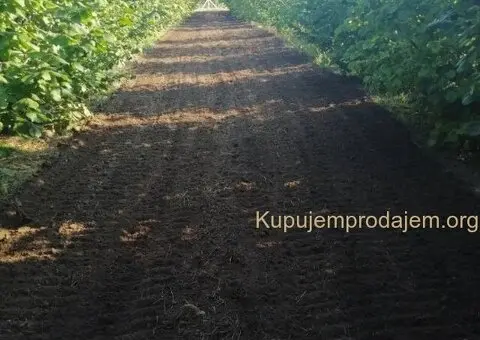 Prodajem zasad lesnika - 4/5