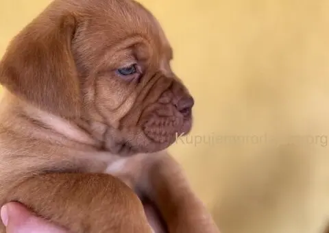 Bordoške DOGE ženke - 1/9