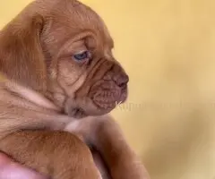 Bordoške DOGE ženke