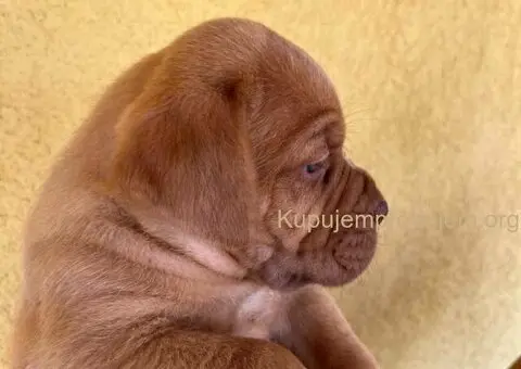 Bordoške DOGE ženke - 2/9