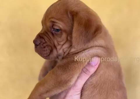 Bordoške DOGE ženke - 3/9