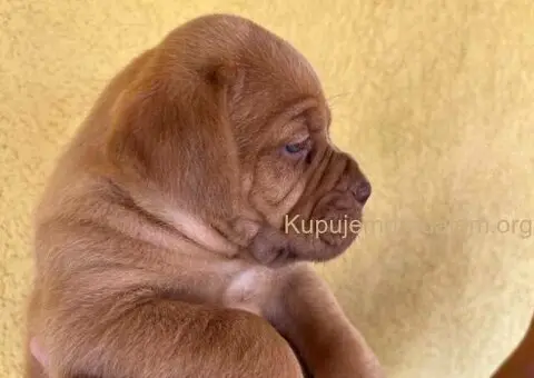 Bordoške DOGE ženke - 4/9