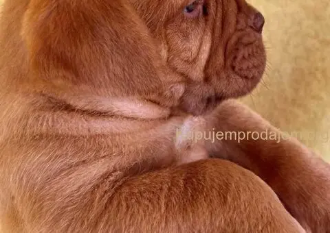 Bordoške DOGE ženke - 5/9