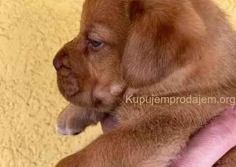 Bordoške DOGE ženke - 6/9