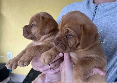 Bordoške DOGE ženke - 7/9