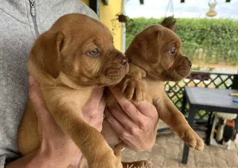 Bordoške DOGE ženke - 8/9