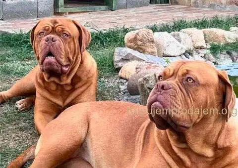 Bordoške DOGE ženke - 9/9