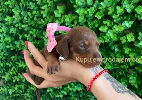 Mini Jazavičari egzotične boje - 6/10