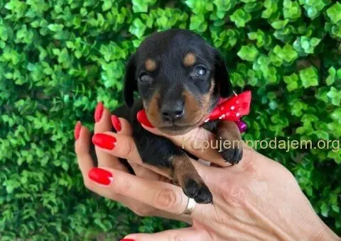 Mini Jazavičari egzotične boje - 7/10