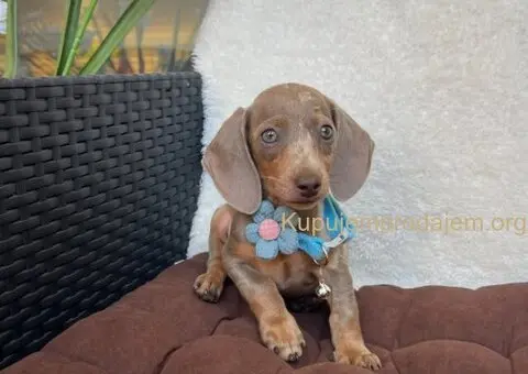 Mini Jazavičari egzotične boje - 10/10