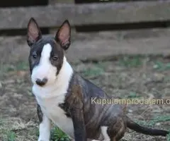 Mini Bull Terijer prelepi štenci