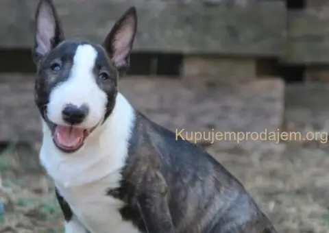 Mini Bull Terijer prelepi štenci - 3/15