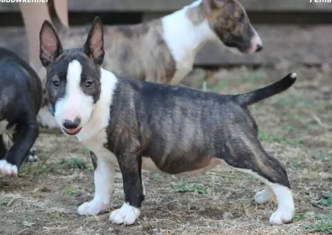 Mini Bull Terijer prelepi štenci - 4/15