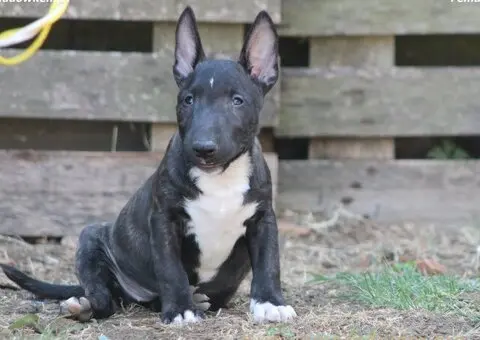 Mini Bull Terijer prelepi štenci - 5/15